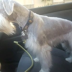 Meet your Posher, Francis